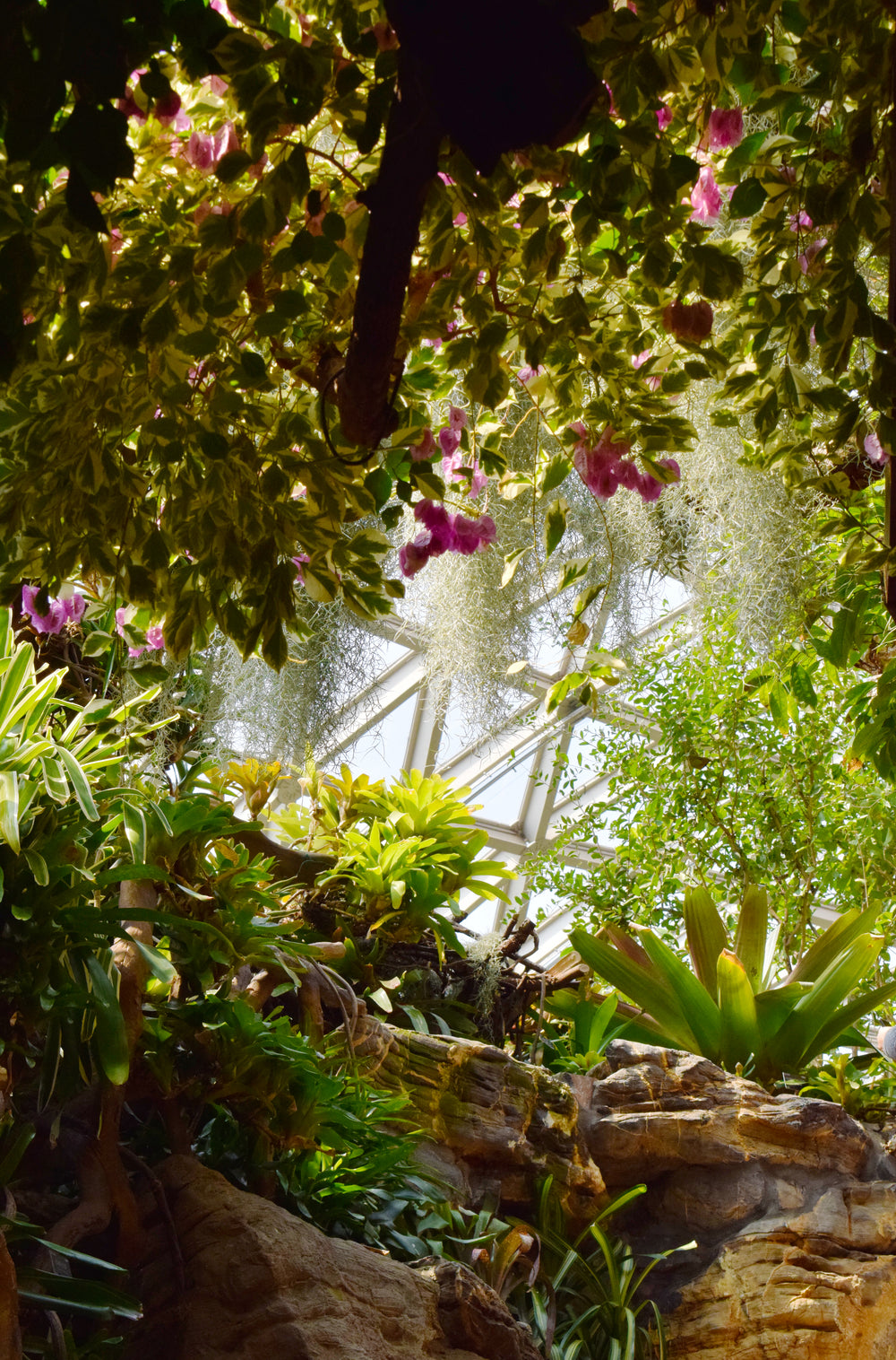 sunlight breaks through the green thicket of a conservatory