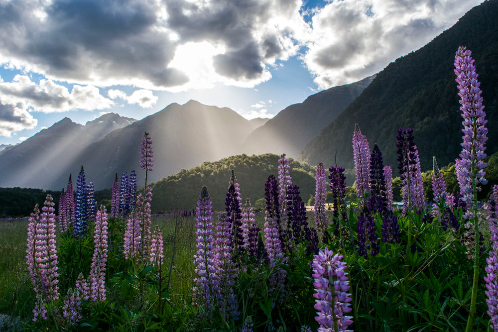 sunlight bursts through clouds to set hill and flowers ablaze