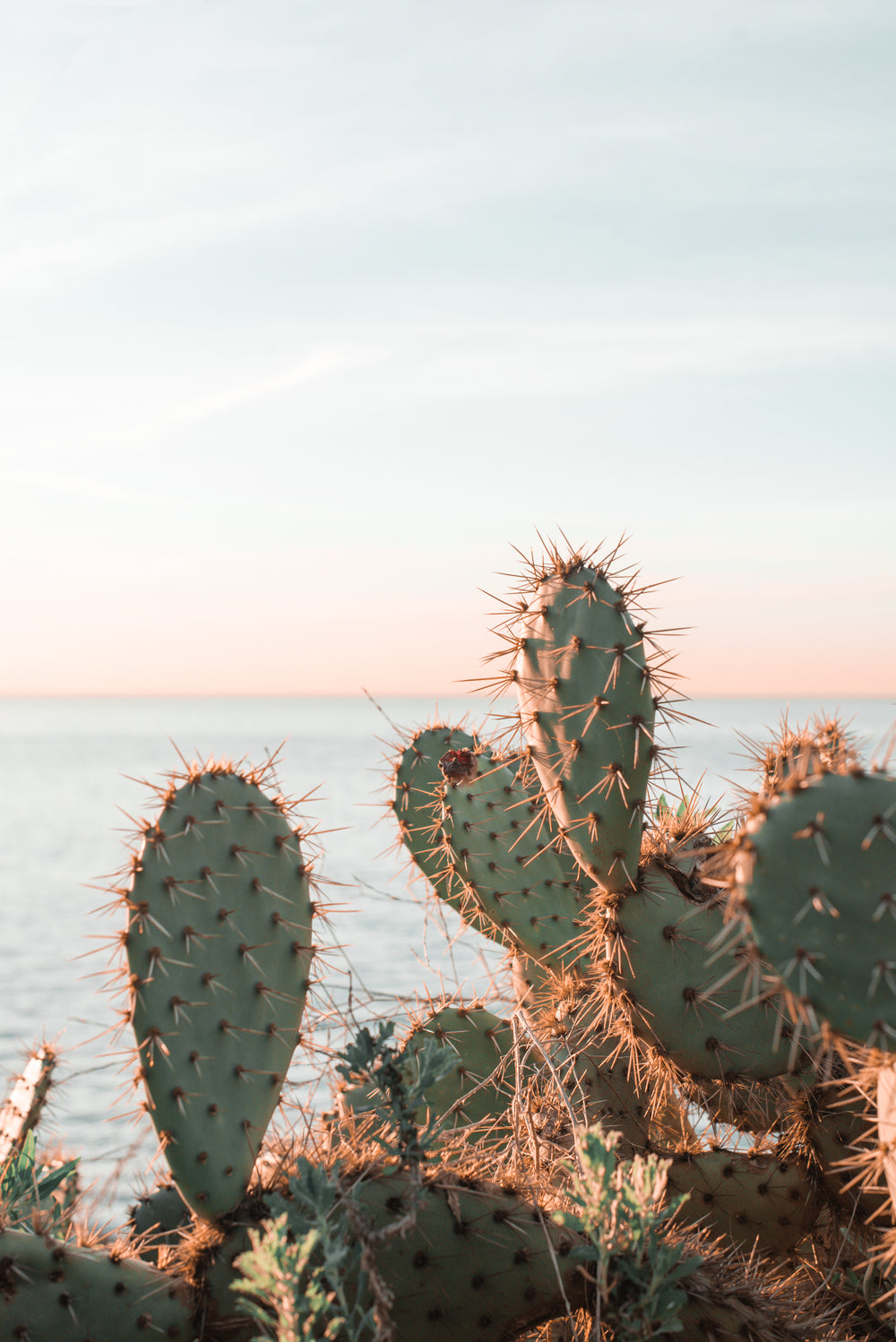 sunlight catches thorns of cacti along waterfront