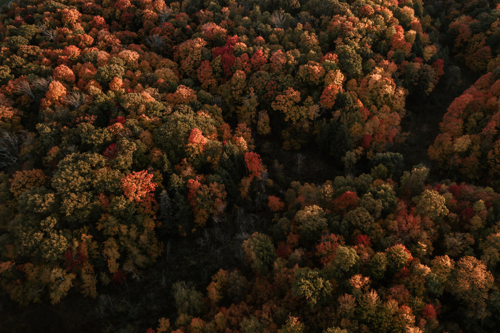 sunlight illuminates rich fall colors