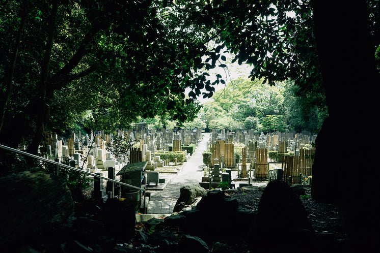 sunlight-illuminating-japanese-cemetery.jpg?width=746&format=pjpg&exif=0&iptc=0