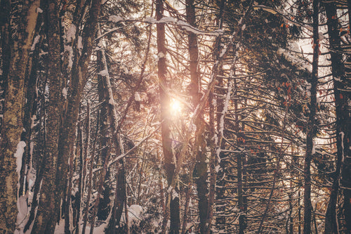 sunlight in winter forest