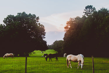 sunlight over grazing horses