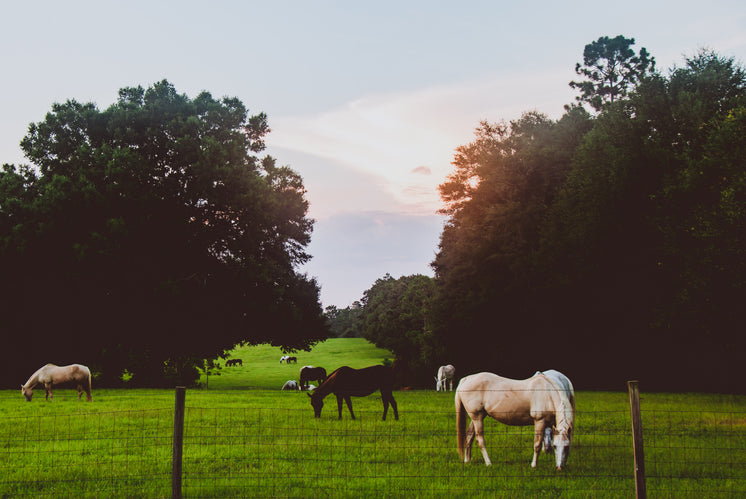 sunlight-over-grazing-horses.jpg?width=746&format=pjpg&exif=0&iptc=0
