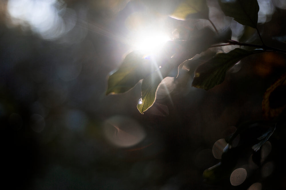 sunlight peaks over leaves