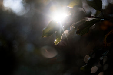 sunlight peaks over leaves