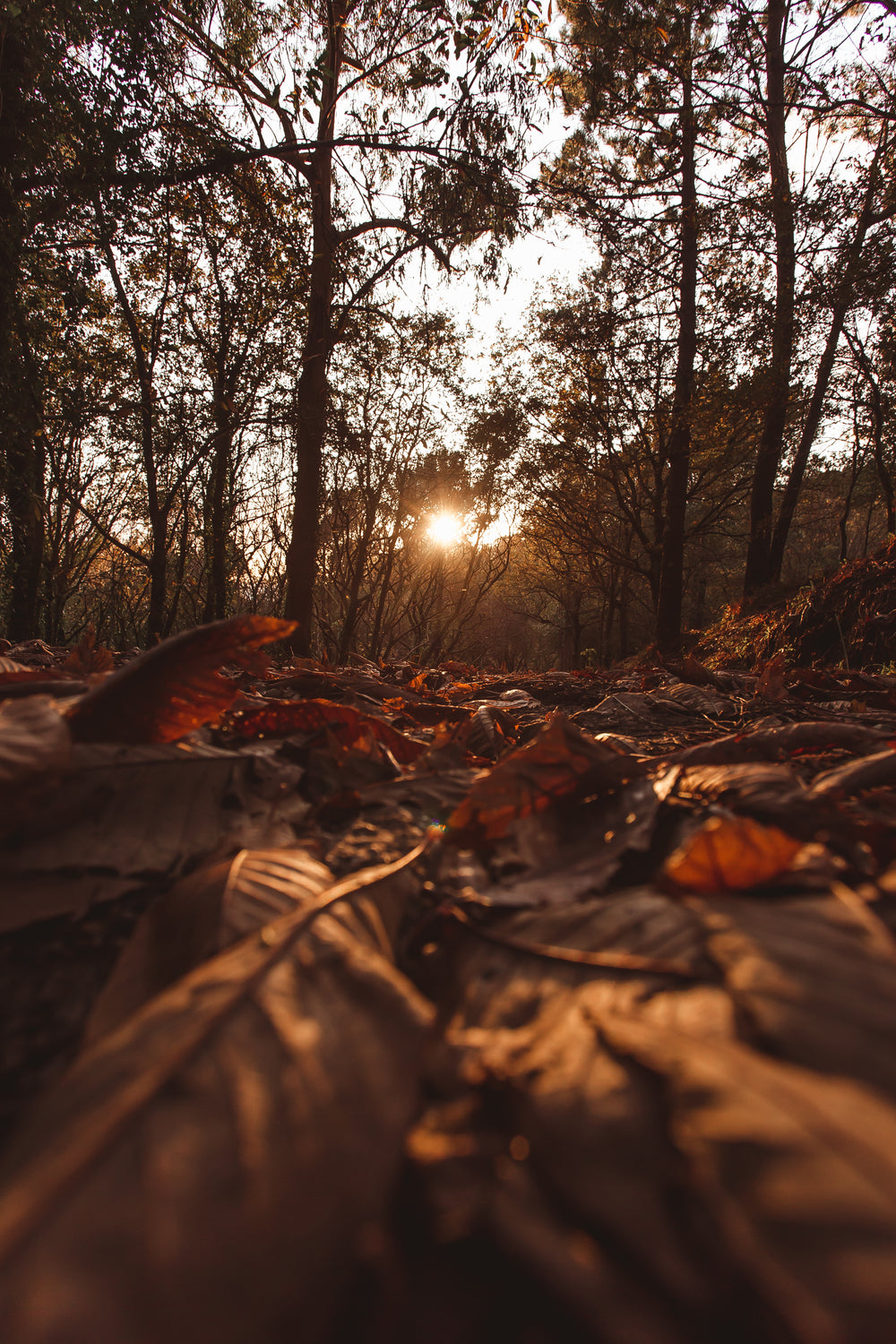 sunlight peeks through autumn trees