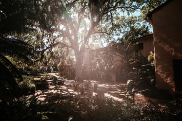 sunlight shines through large mossy tree in lush backyard