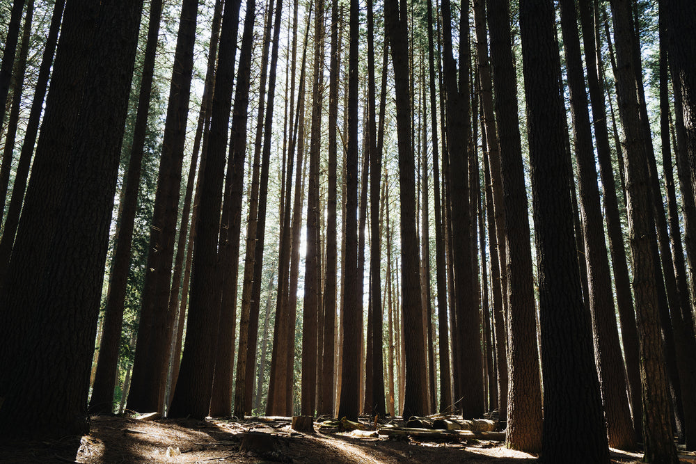 sunlight shining through trees in a forest