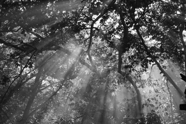 sunlight streams through the trees