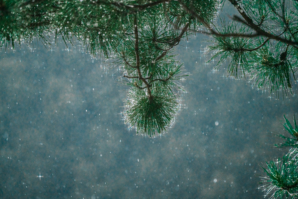 sunlight through raindrops on tree