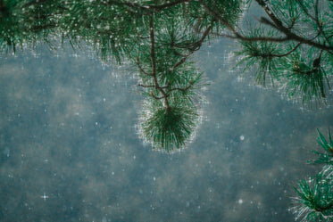 sunlight through raindrops on tree