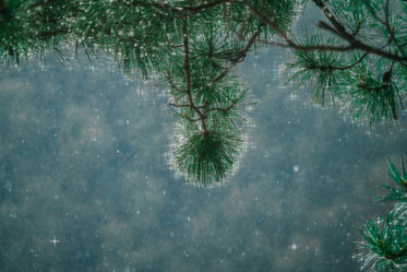 Free Sunlight Through Raindrops On Tree Photo — High Res Pictures