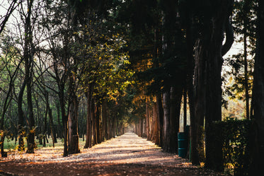 sunlight through treelined path