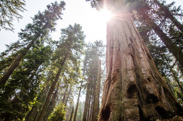 sunlit forest