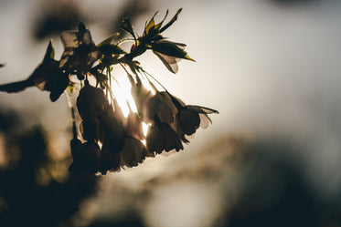 sunny cherry blossom silloutte