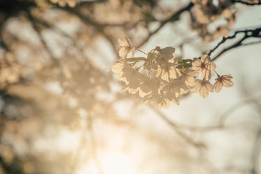 sunny cherry blossoms