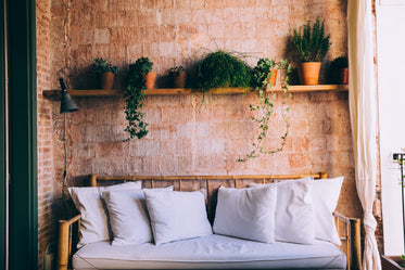 sunny couch and shelved plants