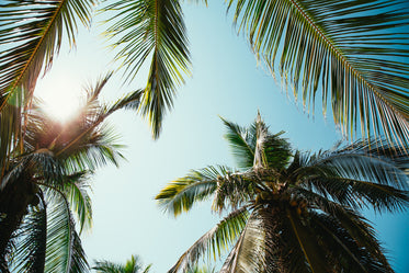 sunny day through palm trees