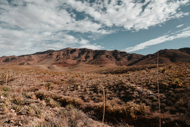 sunny desert scene