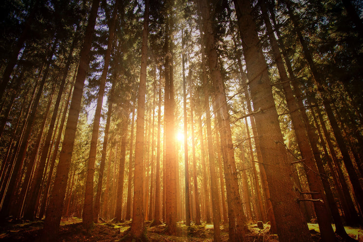 sunrise-bursts-through-forest-trees.jpg?