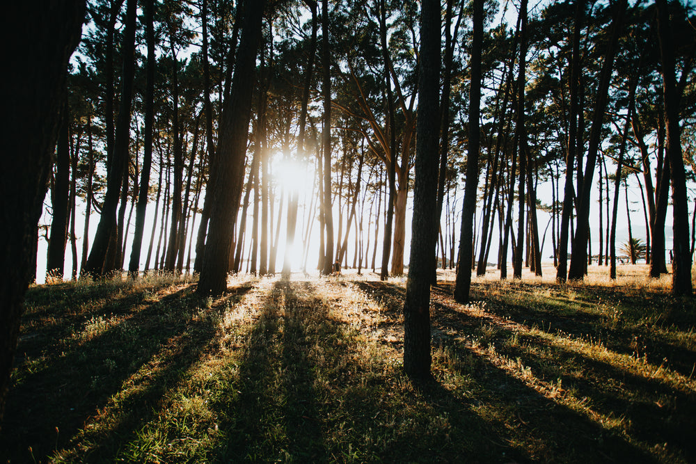 sunrise creates light rays through a forest