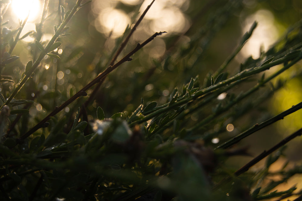 Sunrise Through Dew Covered Plants