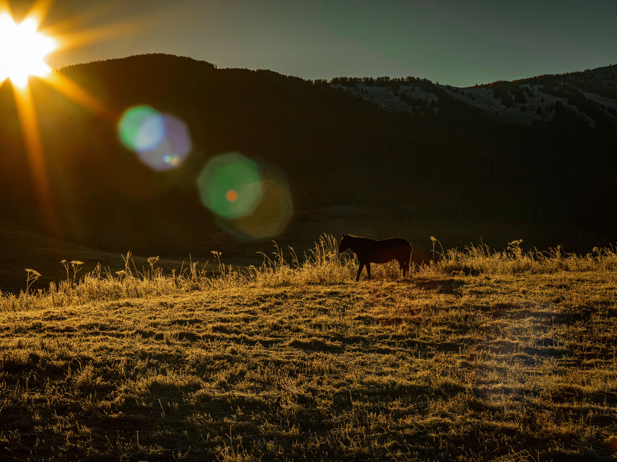 Sunrises And Silhouettes A Horse In A Grassy Field