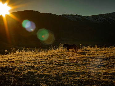 Sunrises And Silhouettes A Horse In A Grassy Field