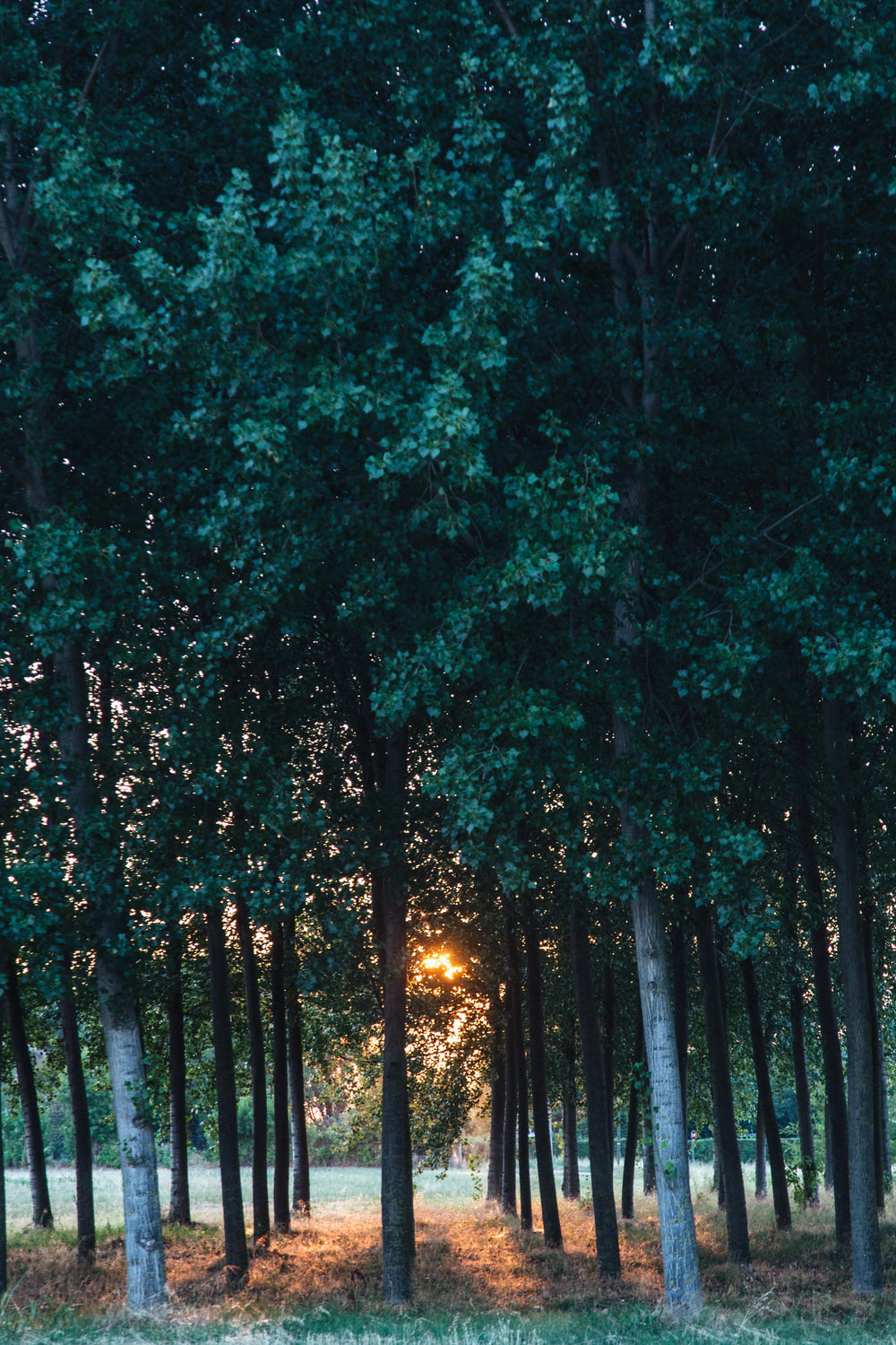 sunset behind trees