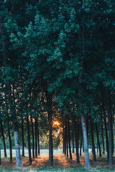 sunset behind trees