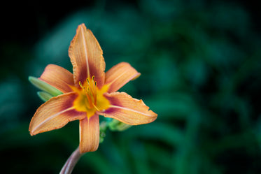 sunset coloured petals against green leaves