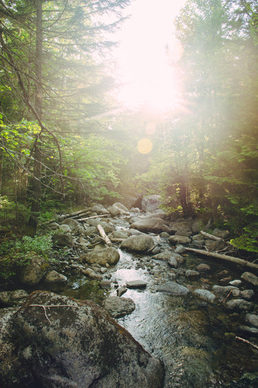 sunshine through the trees glimmers on the river