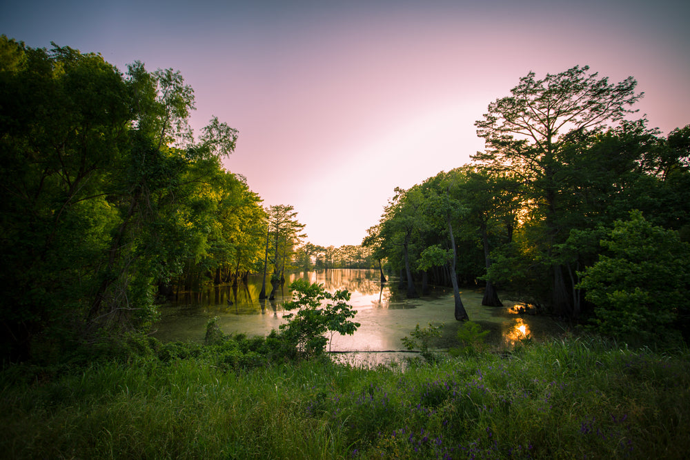 swamp and marshlands under bright sky surrounded by trees