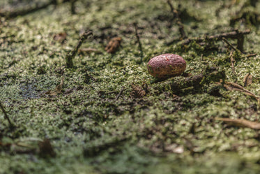 swamp grass egg