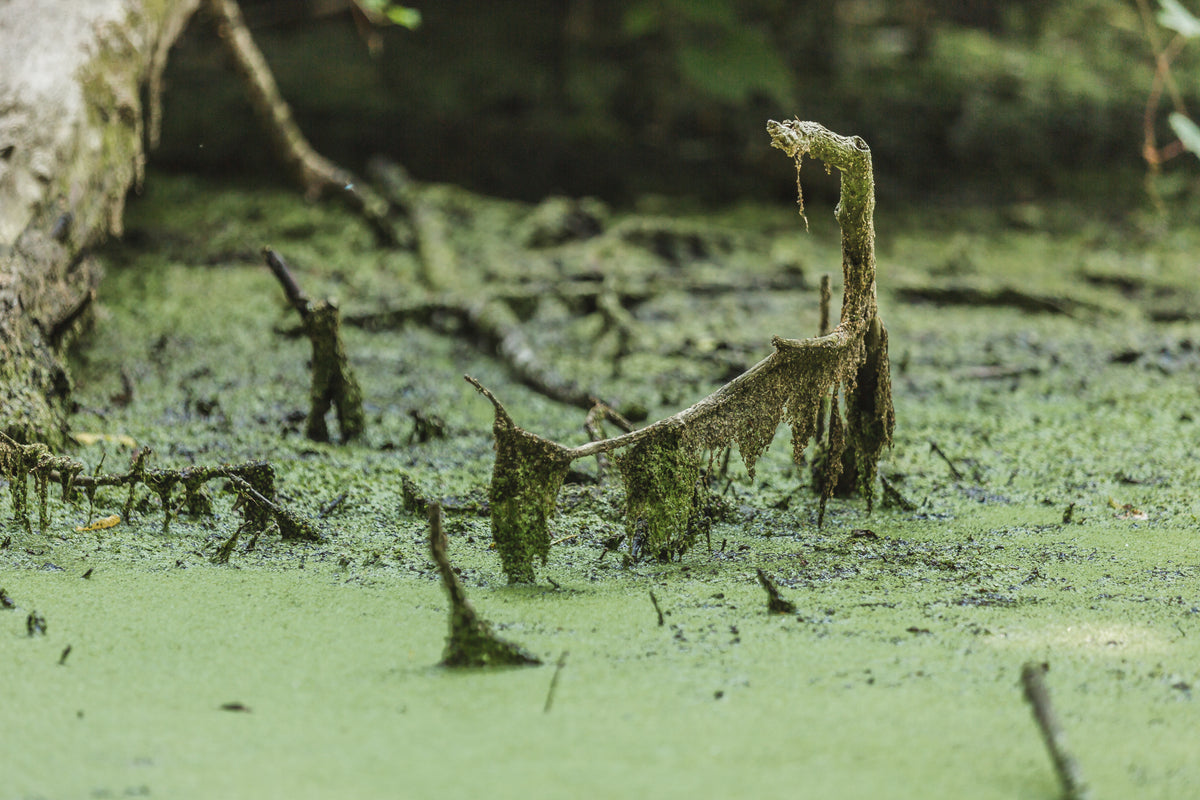 swamp water branch