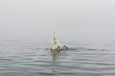 Picture of Swan Bottoms Up — Free Stock Photo