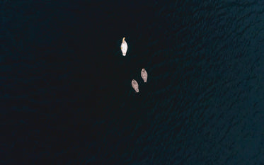 swan family swims