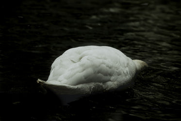 swan feeding on black water