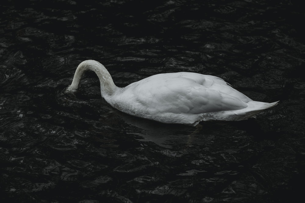 swan feeding