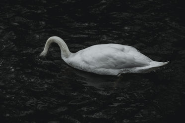 swan feeding