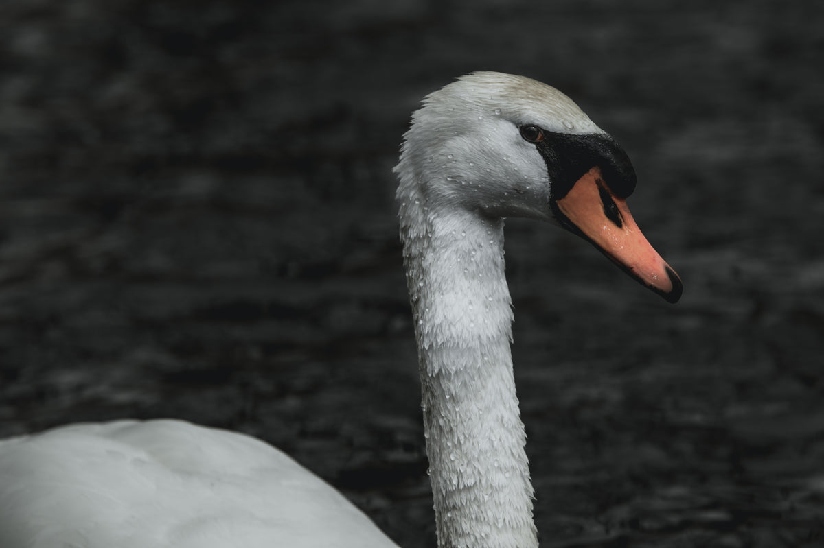 swan gives side-eye