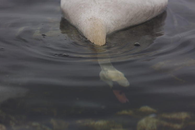 swan-head-under-water.jpg?width=746&format=pjpg&exif=0&iptc=0