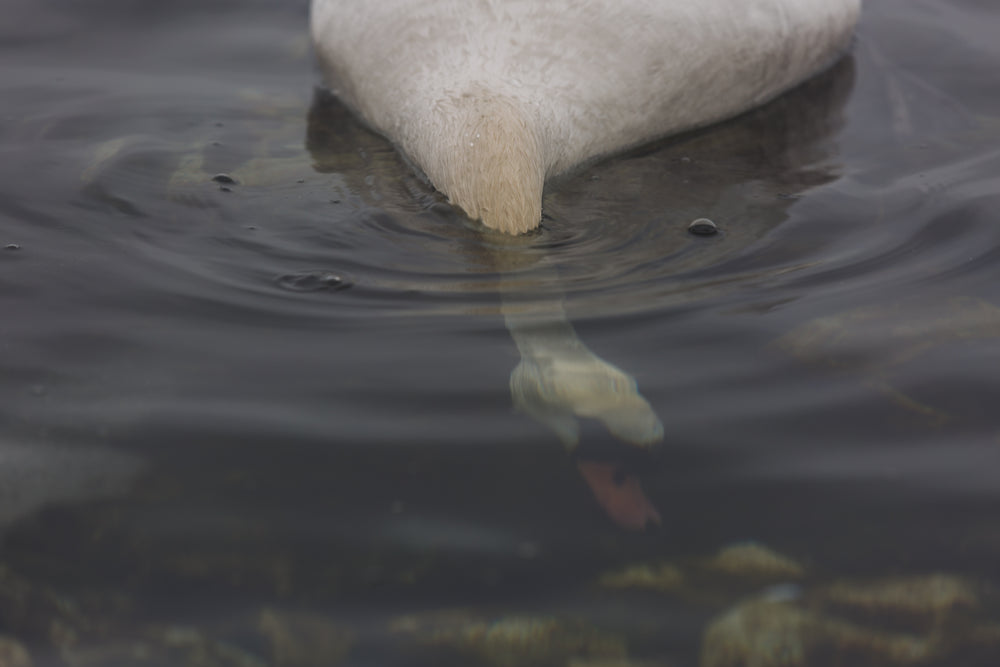 swan head under water