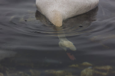 Picture of Swan Head Under Water — Free Stock Photo