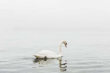 swan still water reflection