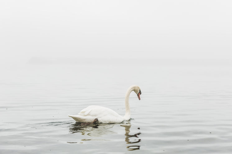 swan-still-water-reflection.jpg?width=746&format=pjpg&exif=0&iptc=0
