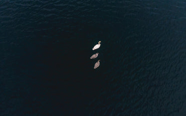 swans on still lake