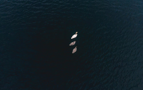swans on still lake