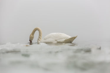 swimming swan eats